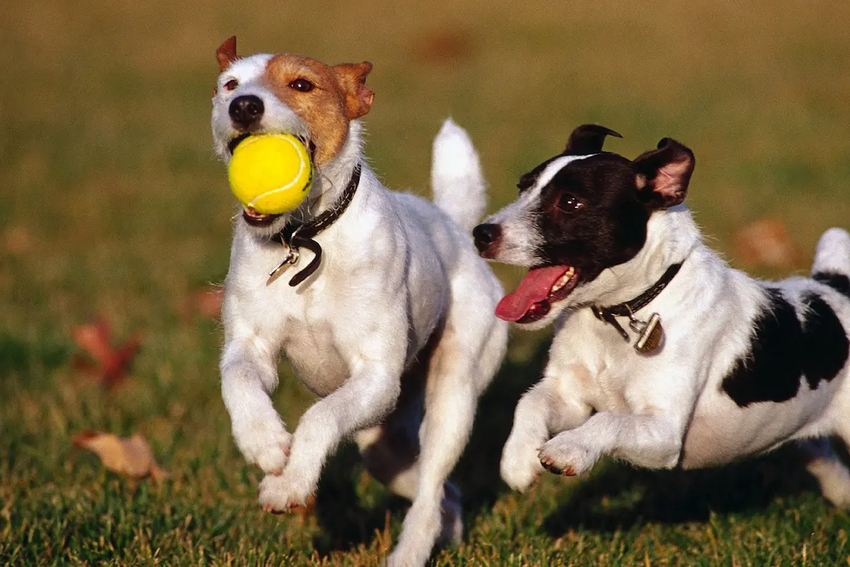 [Bintang] 10 Alasan Kenapa Memelihara Anjing Membuat Hidupmu Lebih Sehat