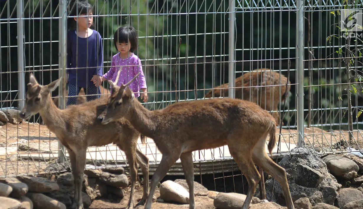 Anak-anak melintas di samping pagar penangkaran rusa Jawa yang terletak di pintu masuk Perumahan BNR, Bogor, Jawa Barat, (19/6). Penangkaran rusa Jawa ini menjadi salah satu tempat wisata favorit warga Jabotabek. (Merdeka.com/Arie Basuki)