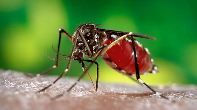5 Hal yang Harus Kamu Tahu tentang Virus Zika