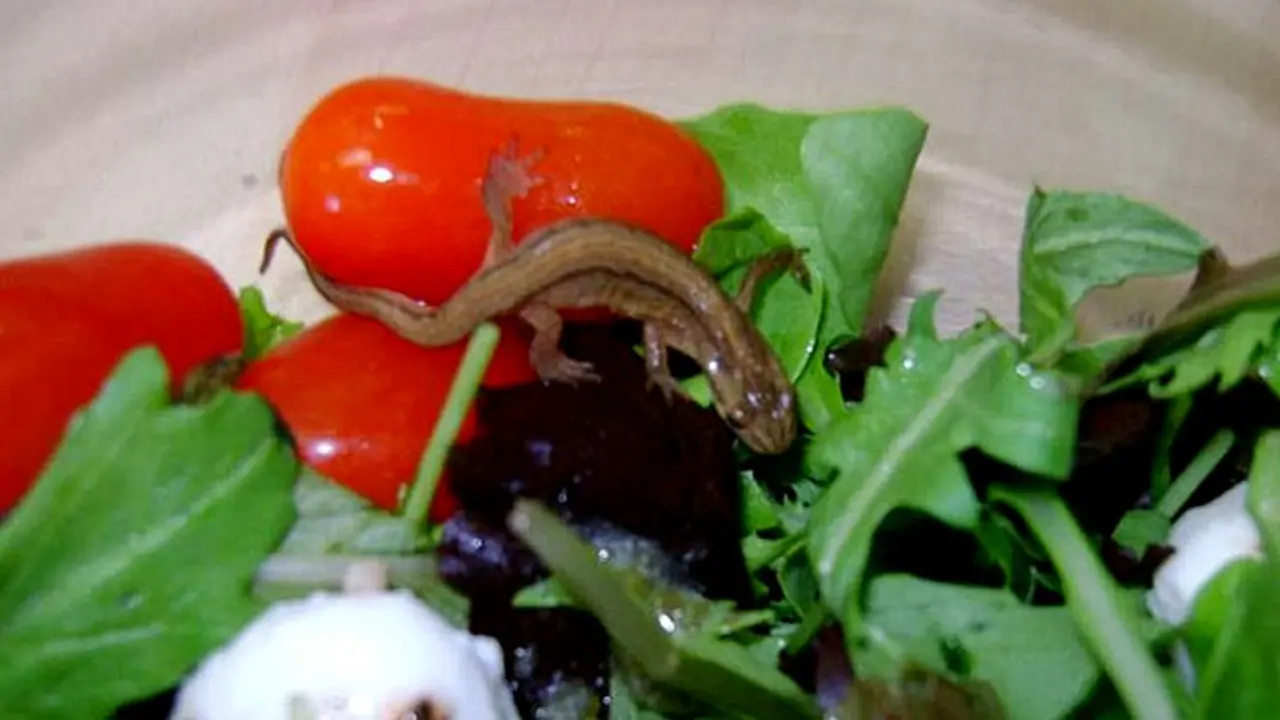 cicak-salad-131112a.jpg