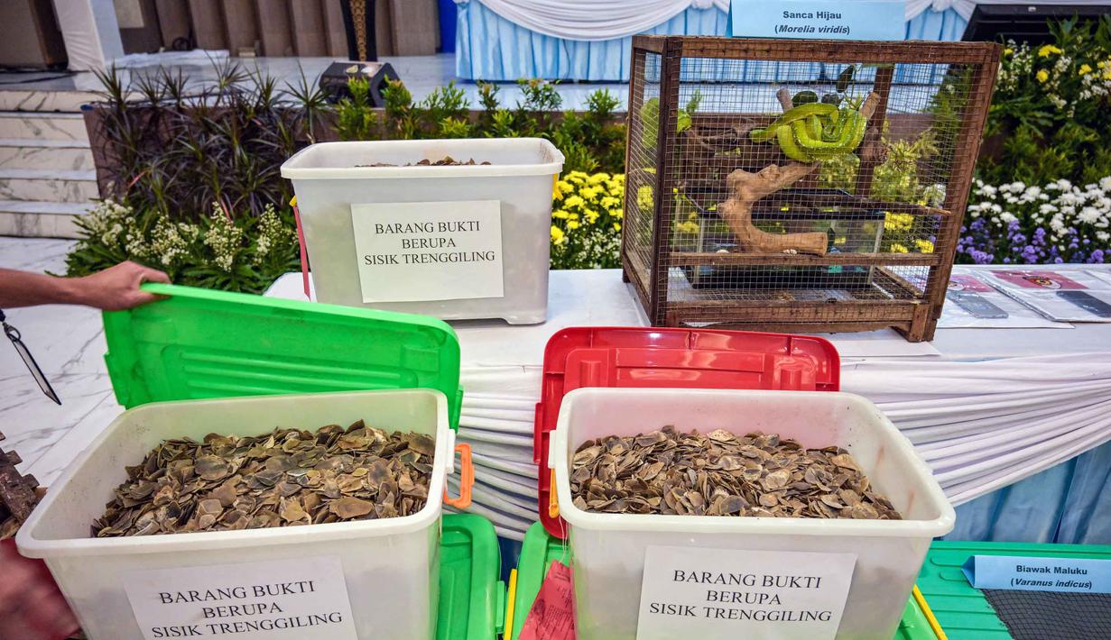 Dari total tersangka yang ditahan, enam orang terlibat dalam penyelundupan komodo. Tampak dalam foto, petugas dari lembaga konservasi satwa liar memperlihatkan sisik trenggiling yang disita dari para tersangka penyelundupan hewan yang dilindungi di Markas Besar Kepolisian Daerah Jawa Timur di Surabaya pada Rabu 15 April 2026. (JUNI KRISWANTO/AFP)
