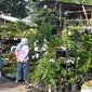 Minta masyarakat terhadap tanaman hias meningkat selama pandemi ini. Pedagang di Pasar Bunga Splendid Malang pun mendapat berkahnya (Liputan6.com/Zainul Arifin)