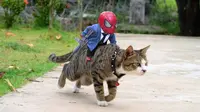 Seniman Ini Potret Boneka Spider-Man dengan Kucing, 7 Hasilnya Kocak