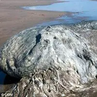 'Monster laut' ditemukan di pesisir Meksiko. (CEN)