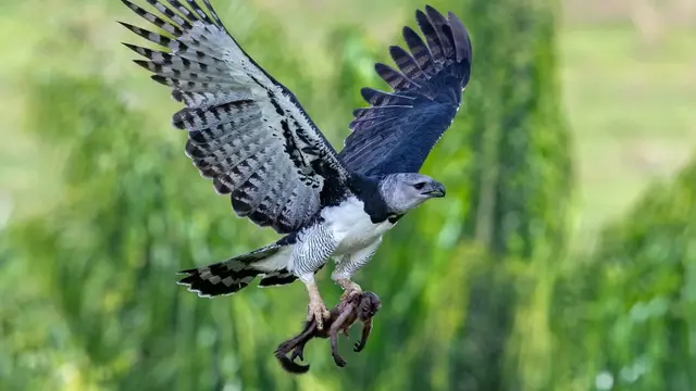 Elang Harpy