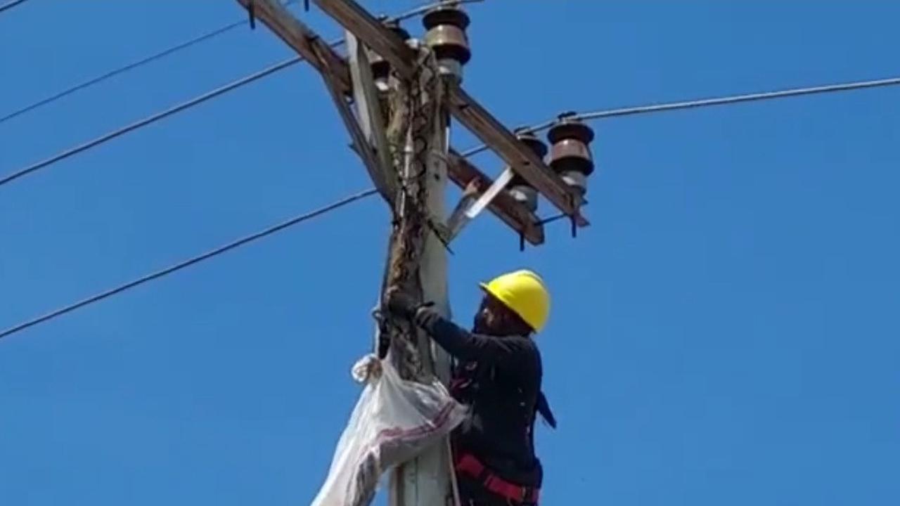 Ular Piton di Tiang Listrik