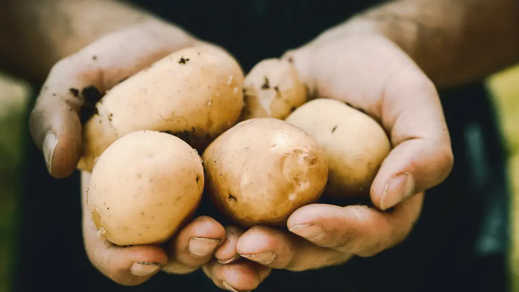 Memilih kentang untuk MPASI (Foto: unsplash/JESHOOTS.COM)