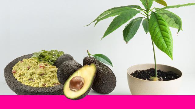 Ikuti 7 Langkah Mudah Tanam Alpukat Di Pot Properti Liputan6 Com