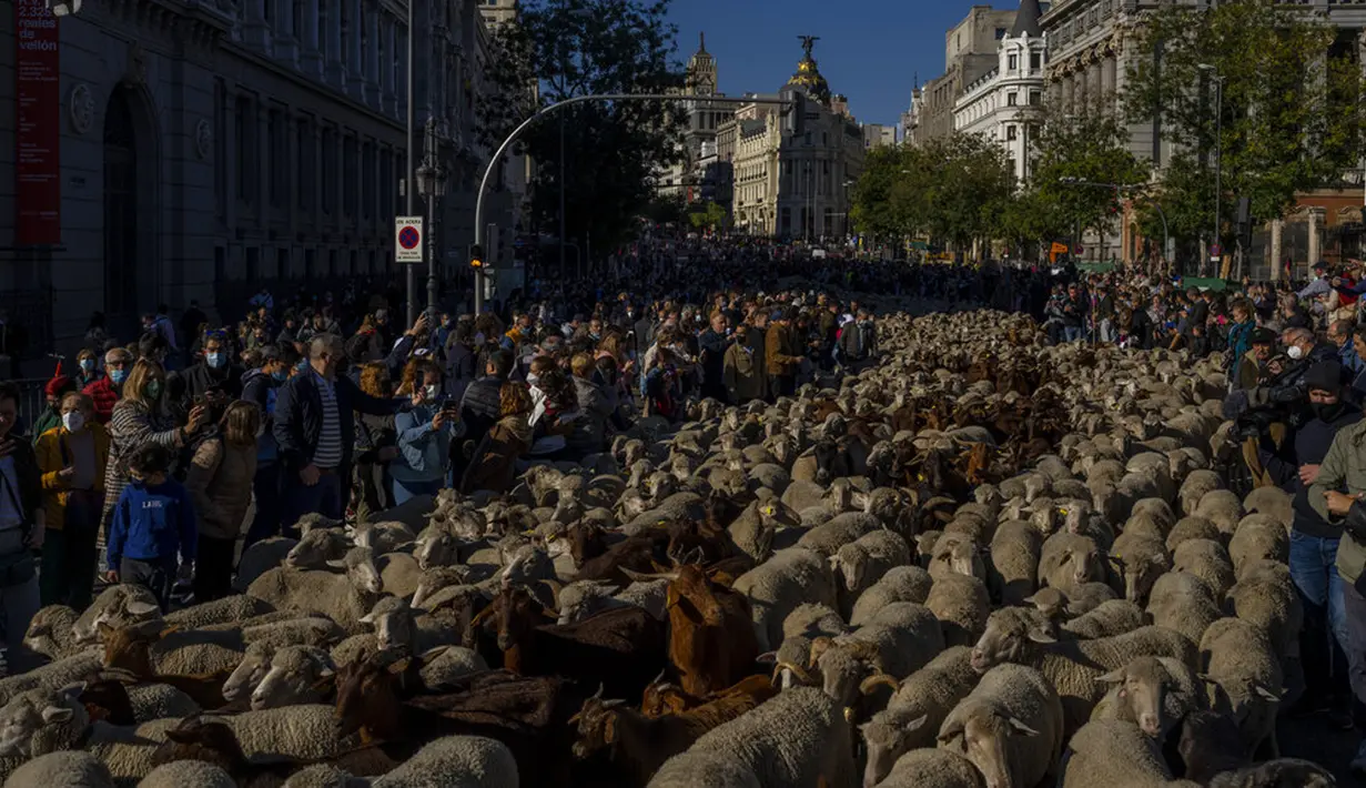 Kawanan domba dipandu melalui pusat Kota Madrid, Spanyol, Minggu (24/10/2021). Para gembala memandu domba melewati jalan-jalan Madrid untuk membela hak penggembalaan dan migrasi kuno yang semakin terancam oleh urban sprawl dan praktik pertanian modern. (AP Photo/Manu Fernandez)