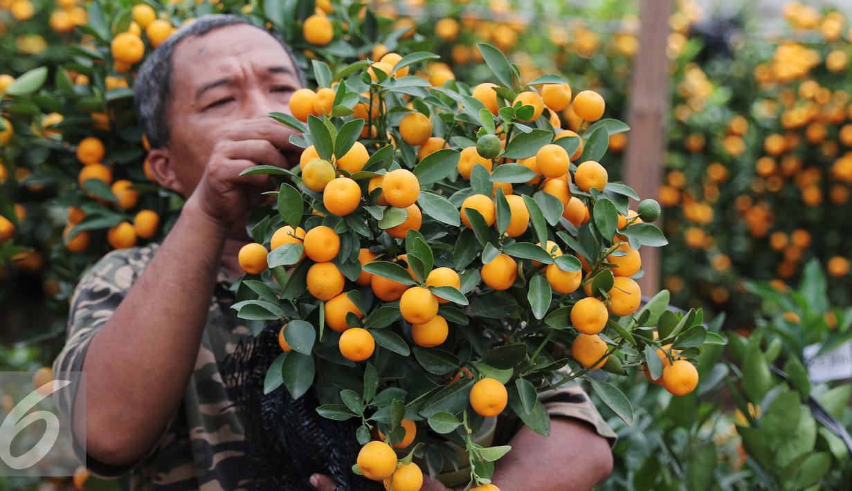 Seorang pedagang mengecek jeruk jenis Kumquat dan Chusa yang di impor dari Cina di Jakarta, Rabu (27/1). Permintaan Jeruk asal Cina tersebut meningkat 100 % menjelang imlek. (Liputan6.com/Angga Yuniar)