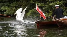 Seekor angsa berusaha menghindar dari tangkapan petugas selama sensus tahunan angsa Ratu Elizabeth yang dikenal sebagai 'Swan Upping' di Sungai Thames, dekat London, Senin (15/7/2019). Sawn Upping merupakan tradisi sensus untuk menghitung populasi angsa di Inggris. (Tolga Akmen/AFP)