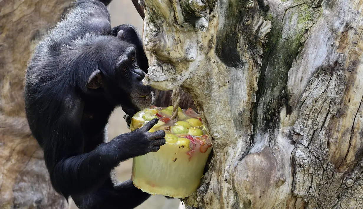 Seekor simpanse memakan buah yang telah dibekukan di kebun binatang Bioparc di Valencia. Itali (23/7). Pemberian makanan beku ini dikarenakan suhu panas yang melanda Itali (AFP PHOTO / Jose Jordan)