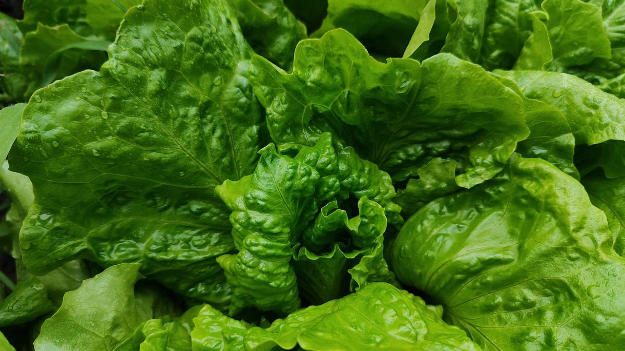 Manfaat Luar Biasa Sawi untuk Kecantikan dan Kesehatan, Termasuk Menurunkan Kolesterol