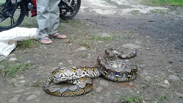 Penemuan Ular Piton di Bogor