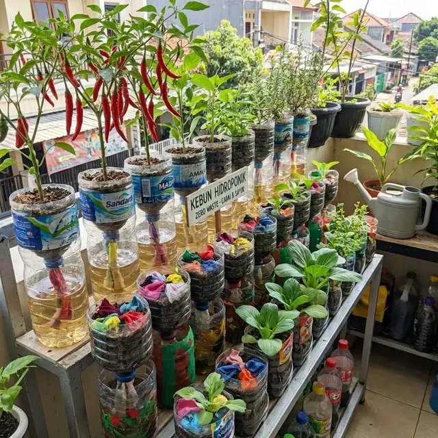 Ide Kebun Cabai Rawit dan Sayur Zero Waste Solusi Mandiri Pangan