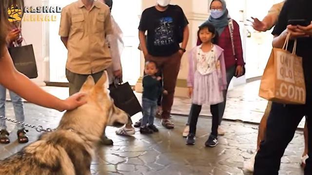 6 Potret Alshad Ahmad Ajak Serigala Jalan-Jalan di Mal, Jadi Pusat Perhatian