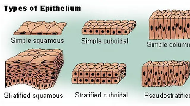 ilustrasi epitel