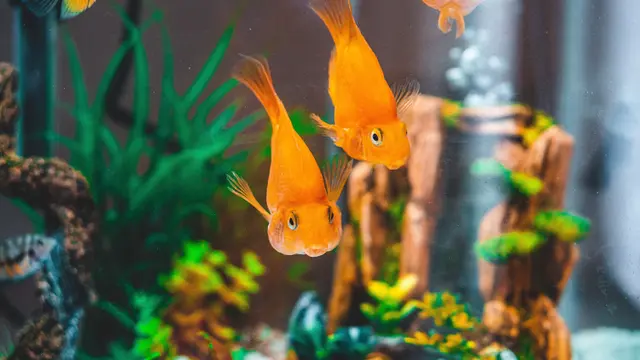 Ilustrasi aquascape