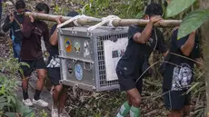 Tim konservasi bersama warga setempat membawa kandang transportasi berisi orangutan yang telah menjalani rehabilitasi di dekat Desa Batu Lapis, Kabupaten Ketapang, Kalimantan Barat, Kamis (29/10/2026). Sebanyak sembilan orangutan berhasil diselamatkan dari kebakaran hutan yang melanda habitat mereka di wilayah Ketapang pada Agustus dan September 2026. Setelah menjalani proses rehabilitasi, orangutan tersebut secara bertahap dilepasliarkan kembali ke habitat alaminya. Salah satunya adalah seekor induk orangutan bersama anaknya yang langsung memanjat pepohonan dan menghilang di antara rimbunnya kanopi hutan setelah kandang dibuka. (Ilham Pratama/AFP)