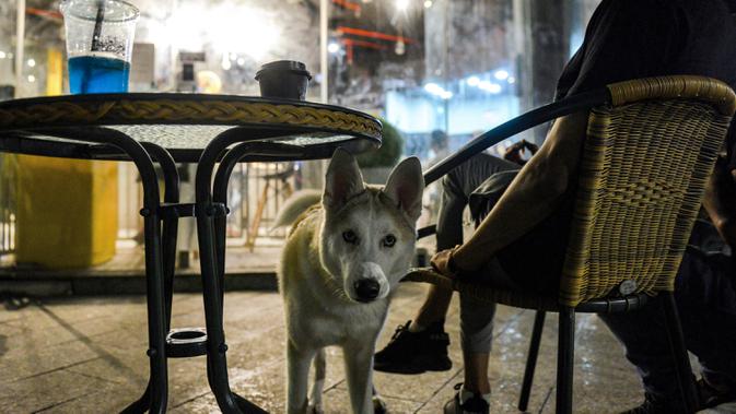 Seekor husky berdiri di samping seorang pria di kafe 