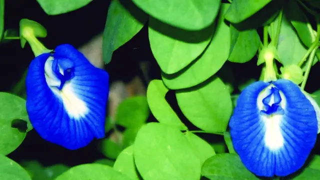 Clitoria ternate atau bunga telang (Foto:/flora.huh.harvard.edu/)