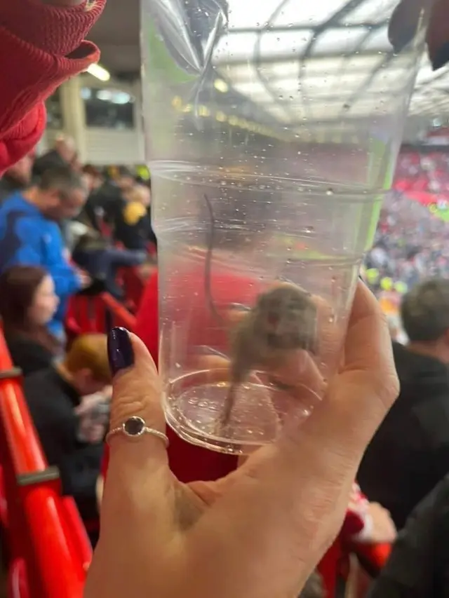 Tikus Old Trafford