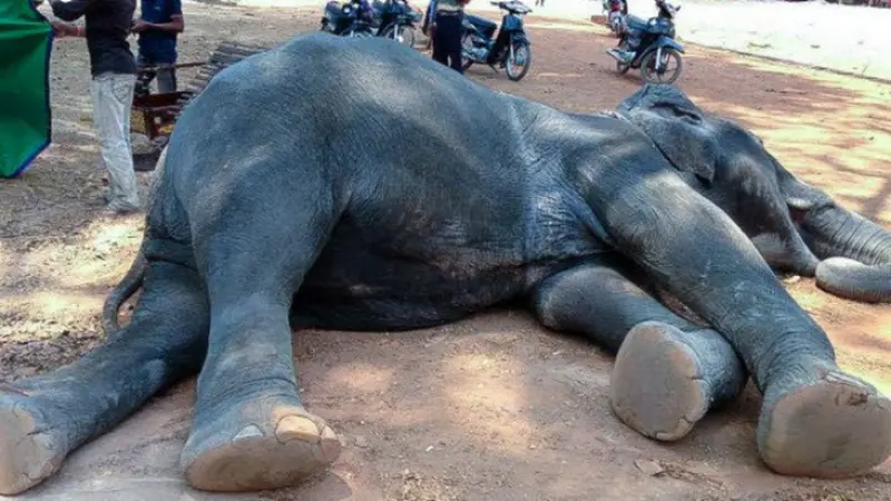 Gajah mati saat mengangkut penumpang