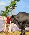 Sapi kurban dari Irfan Hakim sangat besar. Sapi berwarna hitam dengan bobot lebih dari 1 ton itu diberi nama grandong. (Instagram/irfanhakim75)
