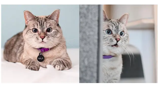 Instagram kucing (Sumber: Instagram/nala_cat)
