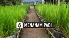 TV Petani