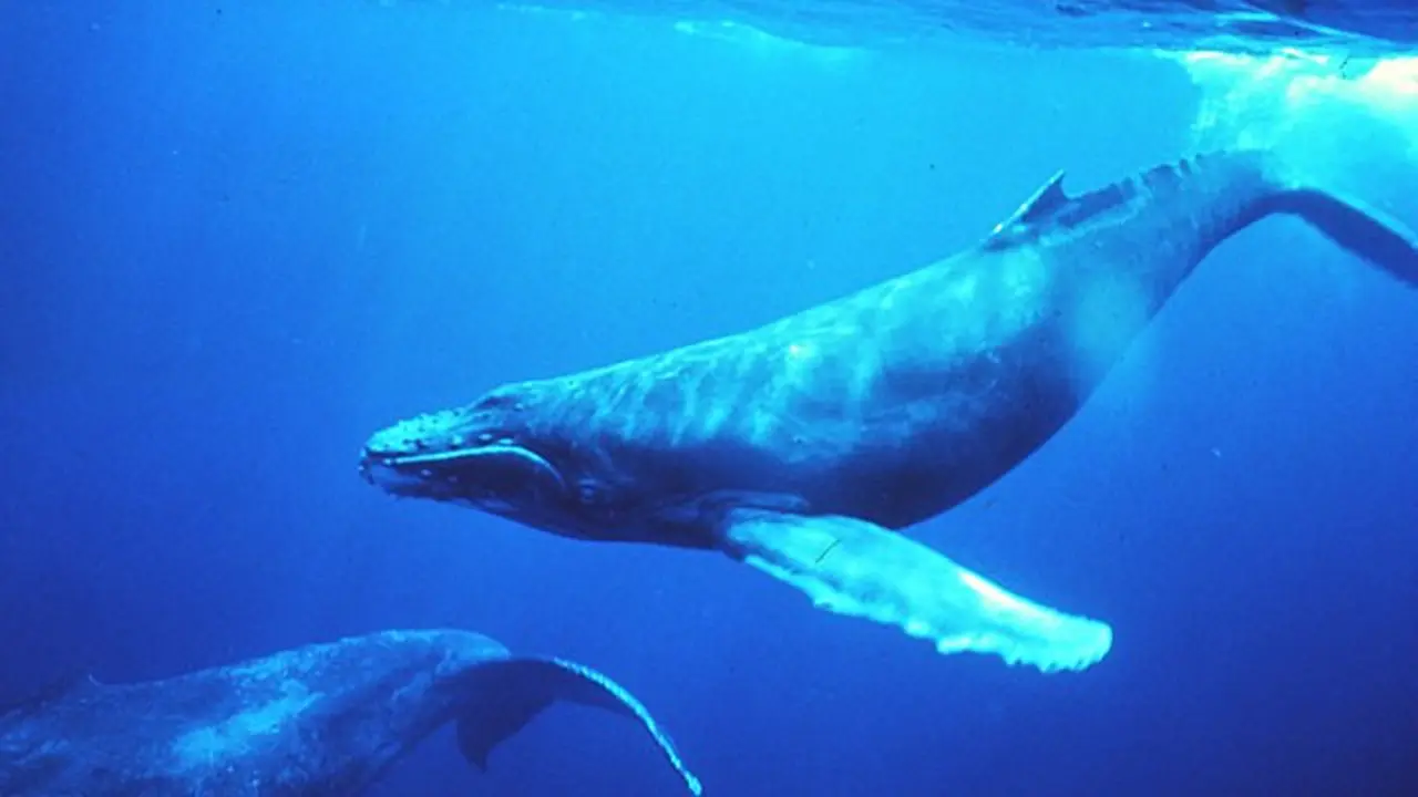 ilustrasi paus (Sumber: Wikimedia Commons)