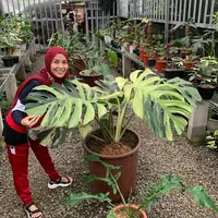 Meisya Siregar, menjadi salah satu artis yang juga gemar merawat tanaman hias. Selama pandemi yang sudah hampir setahun ini, Meisya memilih untuk berkebun saja saat mengisi waktu luang di rumah saja. (Instagram/meisya_siregar)