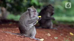 Monyet ekor panjang (Macaca Fascicularis) memakan buah yang dilemparkan warga di kawasan Suaka Margasatwa Muara Angke, Penjaringan, Jakarta, Sabtu (29/5/2021). Pemberian makanan oleh warga kepada monyet ekor panjang bisa berdampak pada perilaku makan hewan tersebut. (Liputan6.com/Helmi Fithriansyah)