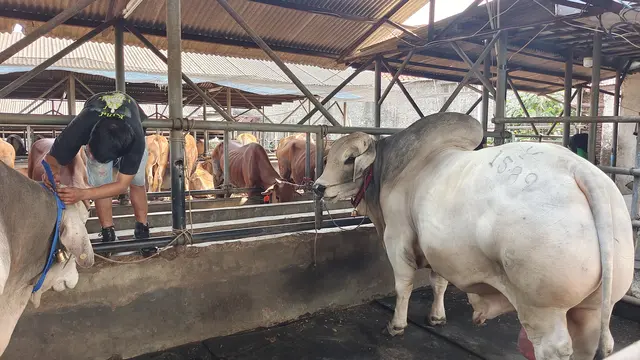 Sejumlah hewan kurban yang dijual salah satu pedagang di Kota Depok jelang hari raya Idul Adha.
