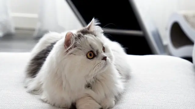 Kucing Minuet/Kucing Napoleon