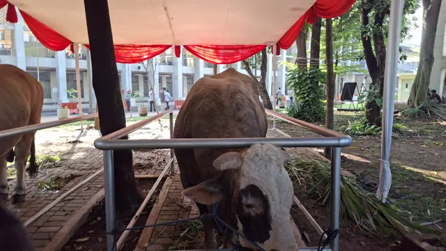 Menengok Sapi Kurban Jumbo Prabowo-Gibran di Masjid Istiqlal