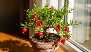 Buah delima kerdil ditanam di pot dalam rumah. [Foto: Gemini]