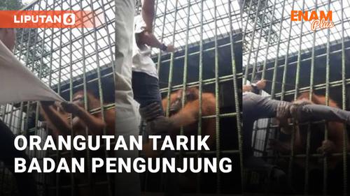 VIDEO: Viral Pengunjung ditarik Orangutan: Tolong Kakiku!