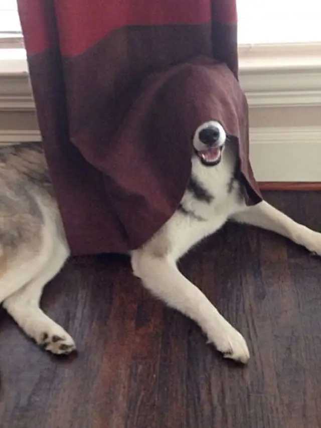 7 Potret Aksi Anjing saat Bersembunyi Ini Bikin Gemas