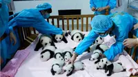 Panda di tempat penitipan Lembaga Penelitian Chengdu, Cina (sumber. lostateminor.com)