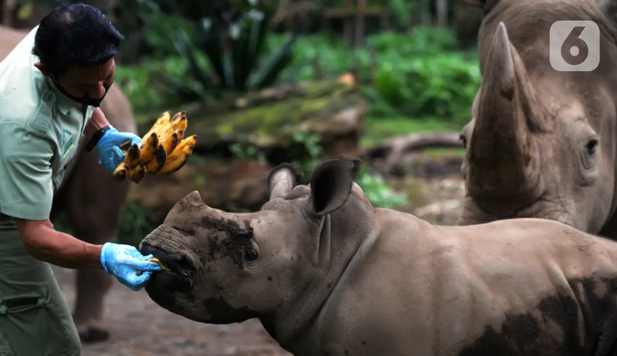Keeper (perawat satwa) memberi makan Badak Putih (Ceratotherium Simum) di Taman Safari Indonesia, Bogor, Jawa Barat, Jumat (22/1/2021). Seekor bayi Badak Putih lahir di Taman Safari Indonesia pada 26 Oktober 2020 lalu. (merdeka.com/Imam Buhori)