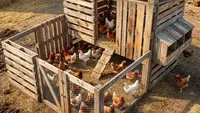 Cara Membuat Kandang Ayam Petelur dari Palet Bekas untuk Pemula, Murah dan Ramah Lingkungan