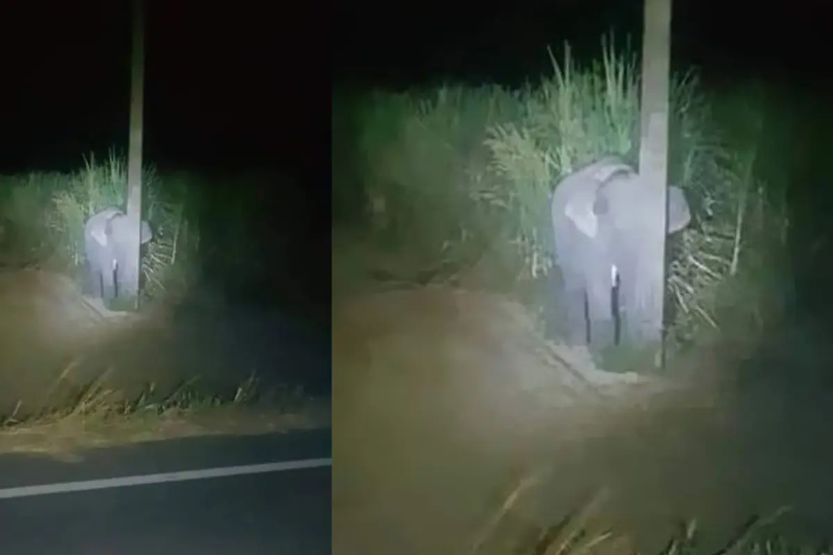 Ketahuan Makan Tebu, Kelakuan Bayi Gajah Ini Bikin Gemas