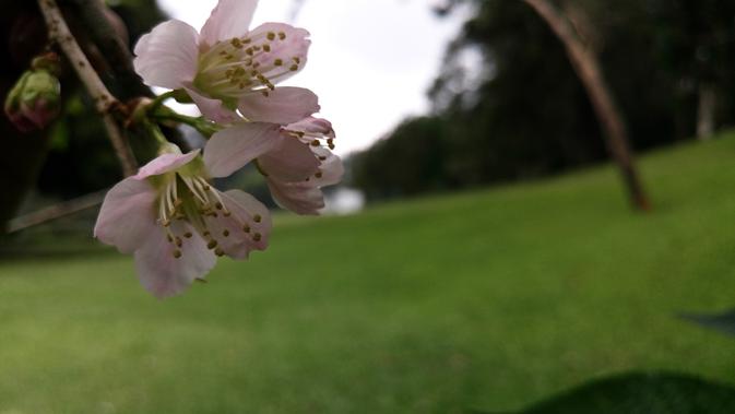  Sakura  Mekar  dan Sensasi Pagi di  Kebun Raya Cibodas  