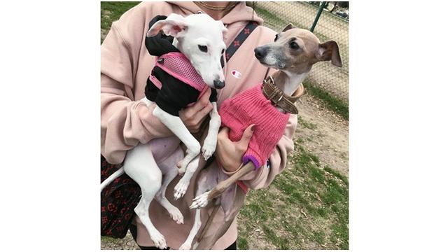 6 Gaya Glamor Anjing Seleb Hollywood