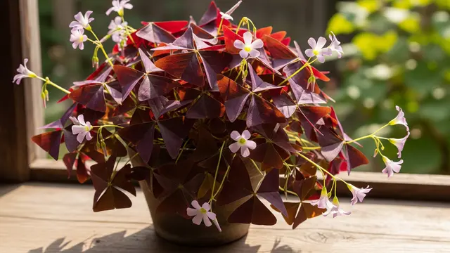 Tanaman Semanggi ( Oxalis  triangularis  subsp.  triangularis )/Gemini AI
