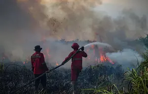 Kebakaran Hutan dan Lahan Berulang, Bahaya Jangka Panjang Mengintai