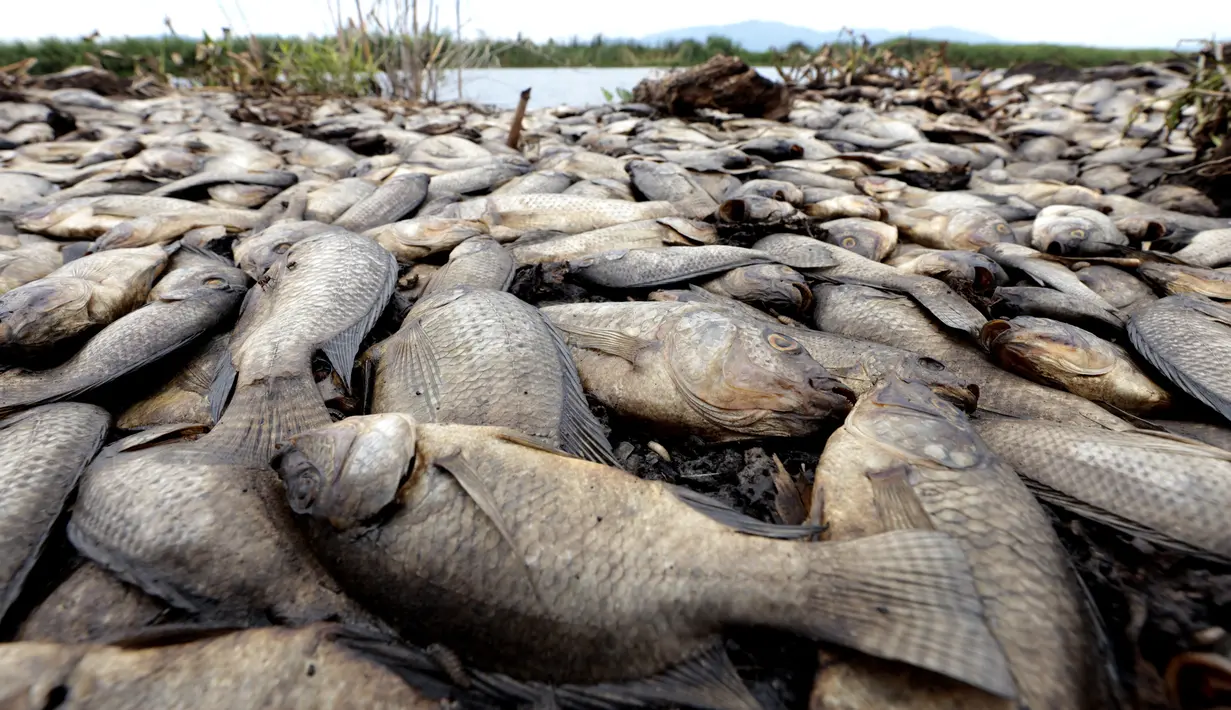 Pemerintah setempat sedang melakukan penelitian untuk menentukan penyebab kematian massal ikan di sungai Santiago dan berupaya mencegah infeksi di kota-kota di sekitarnya. (ULISES RUIZ / AFP)