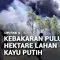 Kebakaran Puluhan Hektare Lahan Kayu Putih