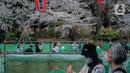 Para pengunjung menikmati sakura mekar di Taman Ueno, Tokyo, Sabtu (25/3/2023). Memasuki musim semi di Jepang, warga hingga turis mancanegara berbondong-bondong menikmati keindahan dari bunga sakura yang mekar. (Liputan6.com/Faizal Fanani)